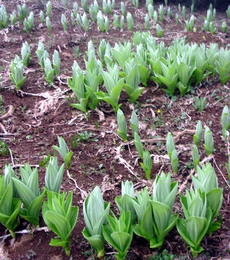 corn lilies