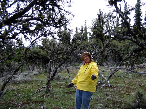 mountain mahogany trees